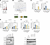TRA2B and its paralog TRA2A regulate AR-V7 synthesis in PC.