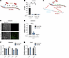 TRA2B binding to CE3 is required for AR-V7 synthesis.