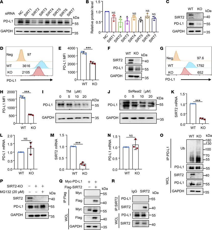 SIRT2 positively regulates PD-L1 expression in multiple cancer cell type...