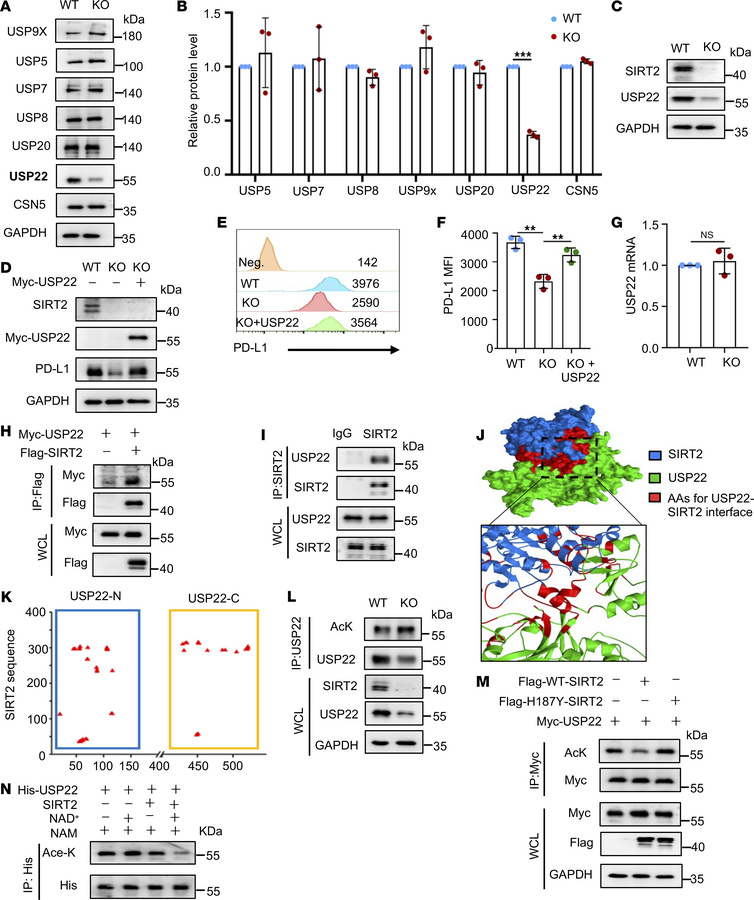 SIRT2 inhibits PD-L1 ubiquitination by regulating USP22.
(A) Western blo...