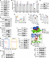 SIRT2 inhibits PD-L1 ubiquitination by regulating USP22.