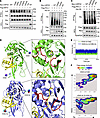 SIRT2-mediated deacetylation alters USP22 interaction.