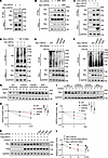 SIRT2-mediated deacetylation inhibits USP22 self-deubiquitination.