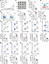 SIRT2 KO enhances antitumor immunity.