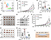 SIRT2 KO enhances antitumor immunity through downregulating PD-L1.