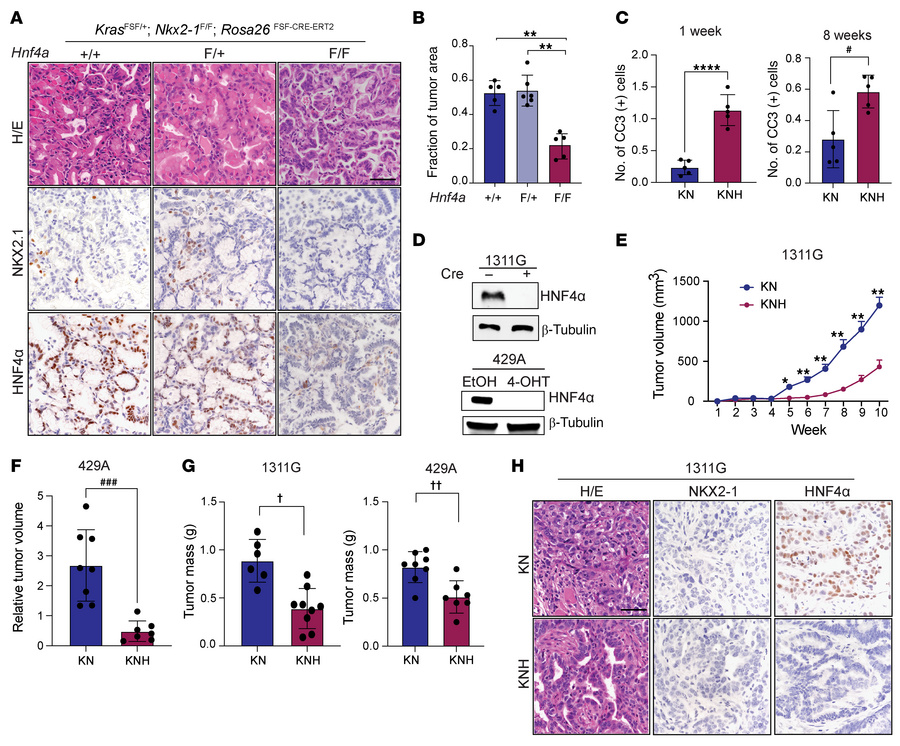 HNF4α is essential for in vivo growth of established IMA.
(A) Representa...