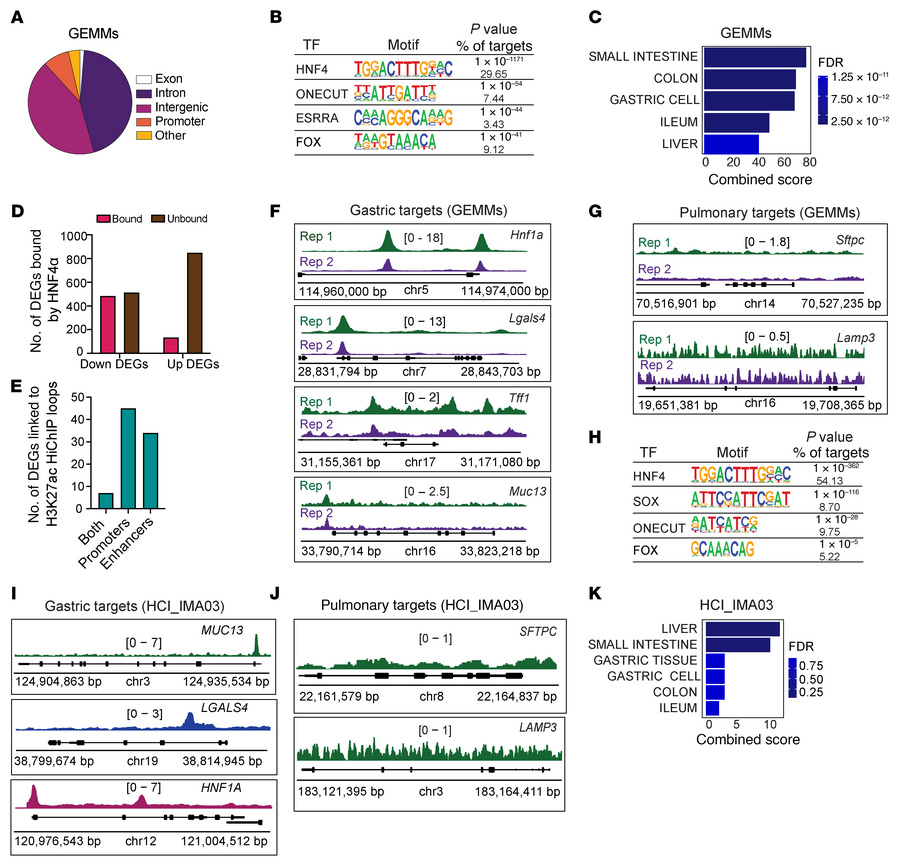 HNF4α directly binds and activates gastric lineage programs in IMA.
(A) ...