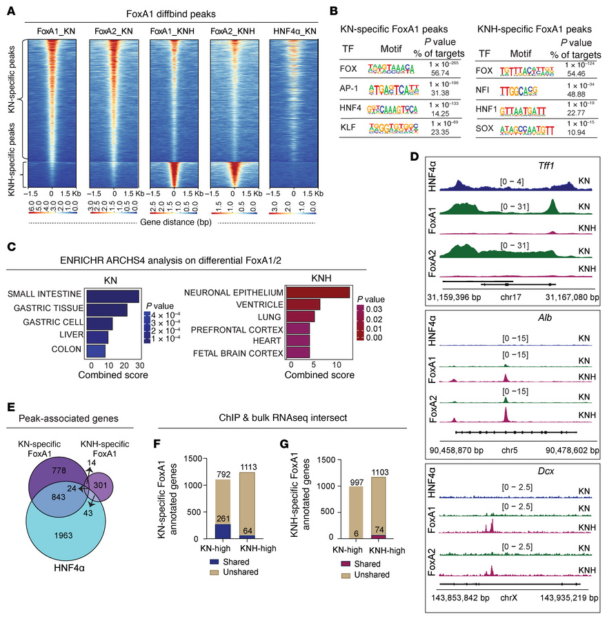 HNF4α loss reprograms FoxA1/2 binding to drive nongastric states in IMA....