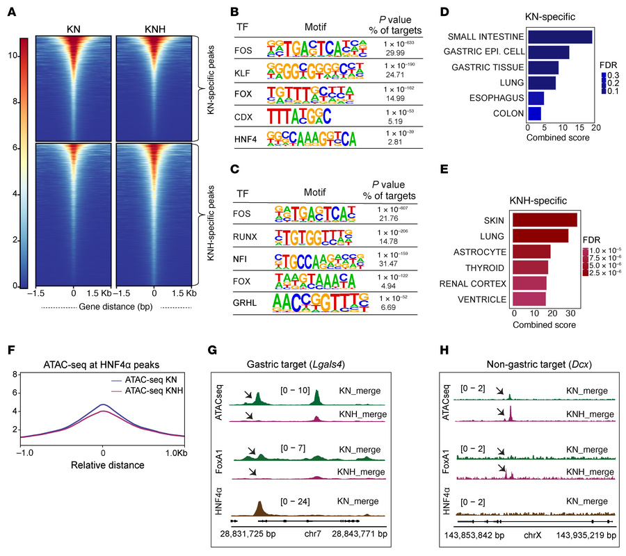 HNF4α loss induces selective chromatin remodeling and FOXA redistributio...