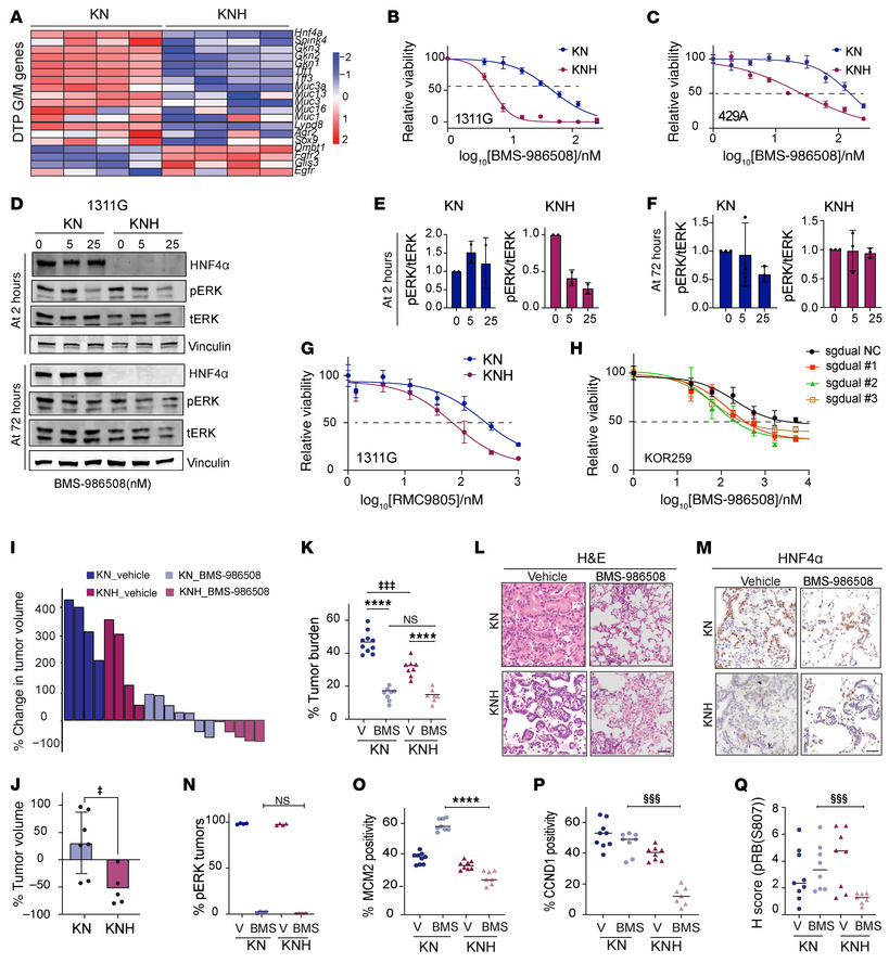 HNF4α sustains DTP cells and limits the response to KRASG12D inhibition....