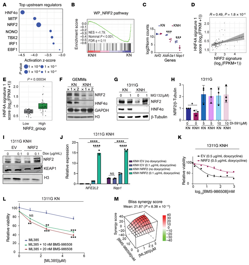 NRF2 mediates HNF4α-dependent resistance to KRAS inhibition in IMA.
(A) ...