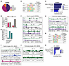 HNF4α directly binds and activates gastric lineage programs in IMA.