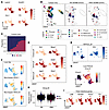 HNF4α sustains a stomach-like gastric lineage program in IMA at single-cell