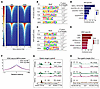 HNF4α loss induces selective chromatin remodeling and FOXA redistribution i