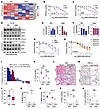 HNF4α sustains DTP cells and limits the response to KRASG12D inhibition.