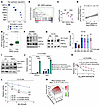 NRF2 mediates HNF4α-dependent resistance to KRAS inhibition in IMA.