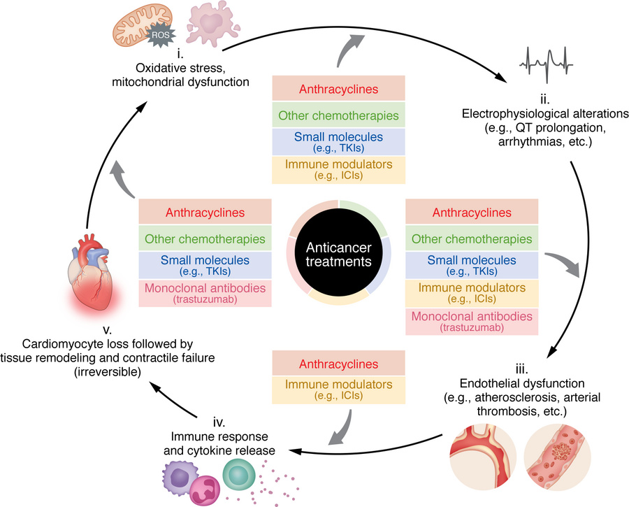 Cancer therapies initiate a vicious cycle of cardiac damage.
Different c...
