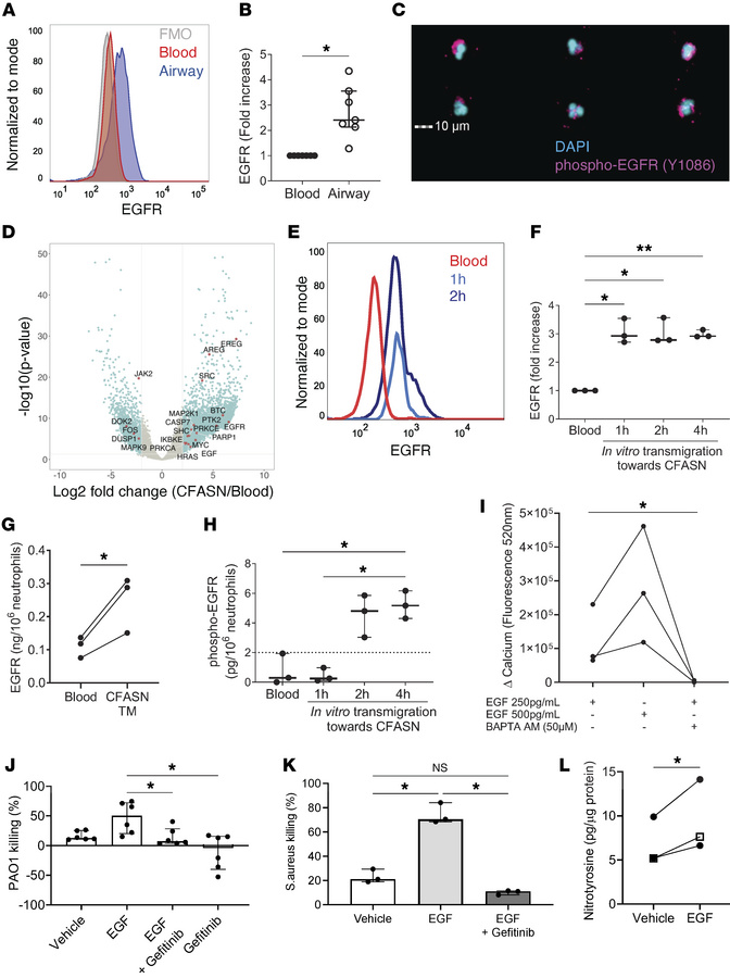 EGFR increases CF airway neutrophils’ bactericidal capacity.
(A) EGFR ex...