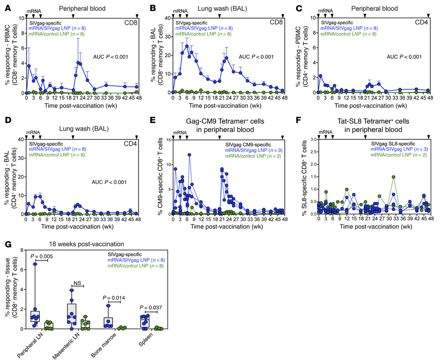 mRNA/SIVgag vaccination induces robust CD8+ T cell responses in SIV-infe...