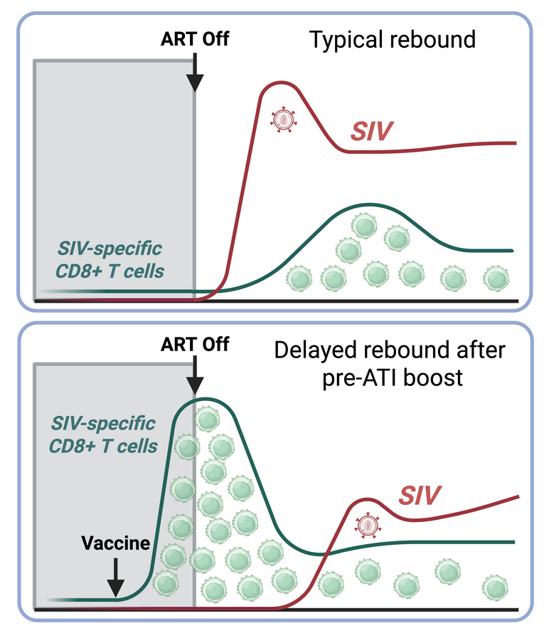 graphical abstract
