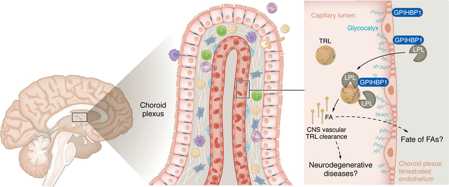 Schematic illustration of fatty acid uptake at the choroid plexus blood-...