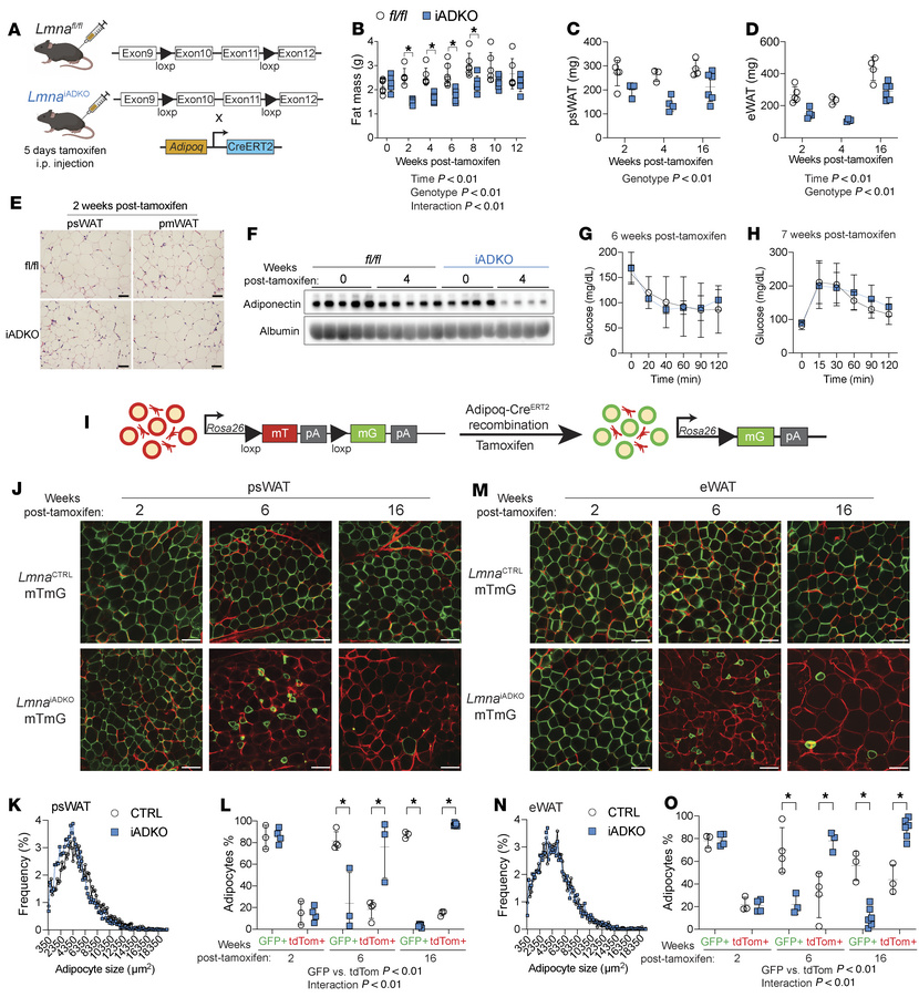 Tamoxifen-inducible adipocyte-specific Lmna knockout causes transient ad...