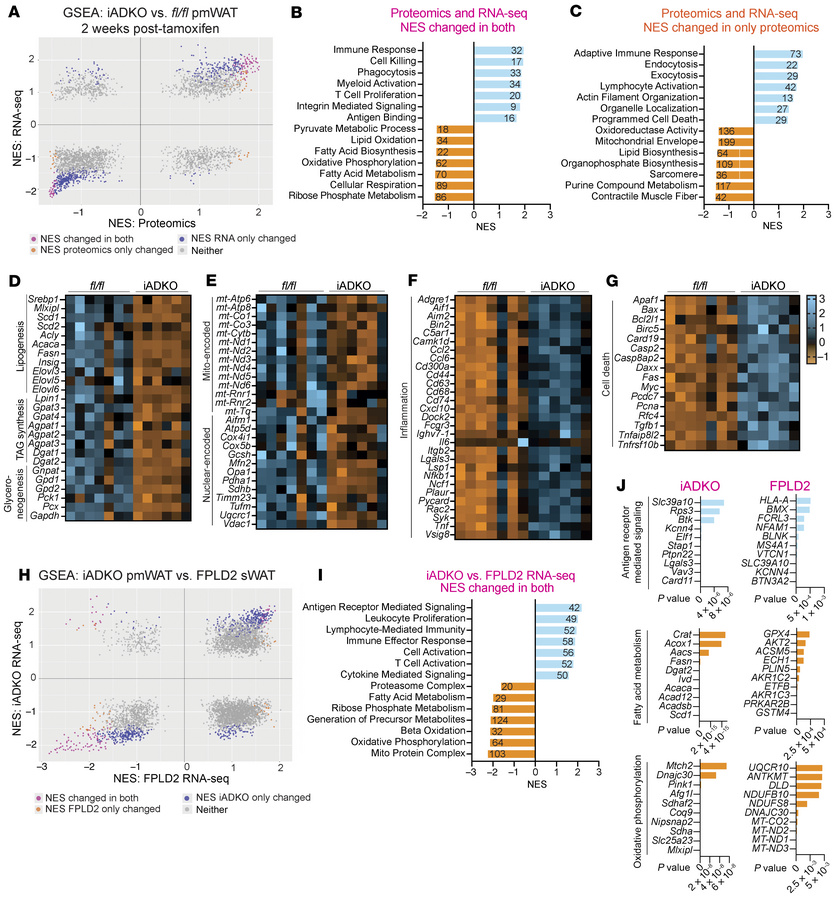 Bulk RNA-Seq and proteomics of LmnaiADKO WAT reveals increased inflammat...