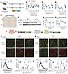 Tamoxifen-inducible adipocyte-specific Lmna knockout causes transient adipo