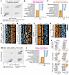 Bulk RNA-Seq and proteomics of LmnaiADKO WAT reveals increased inflammation