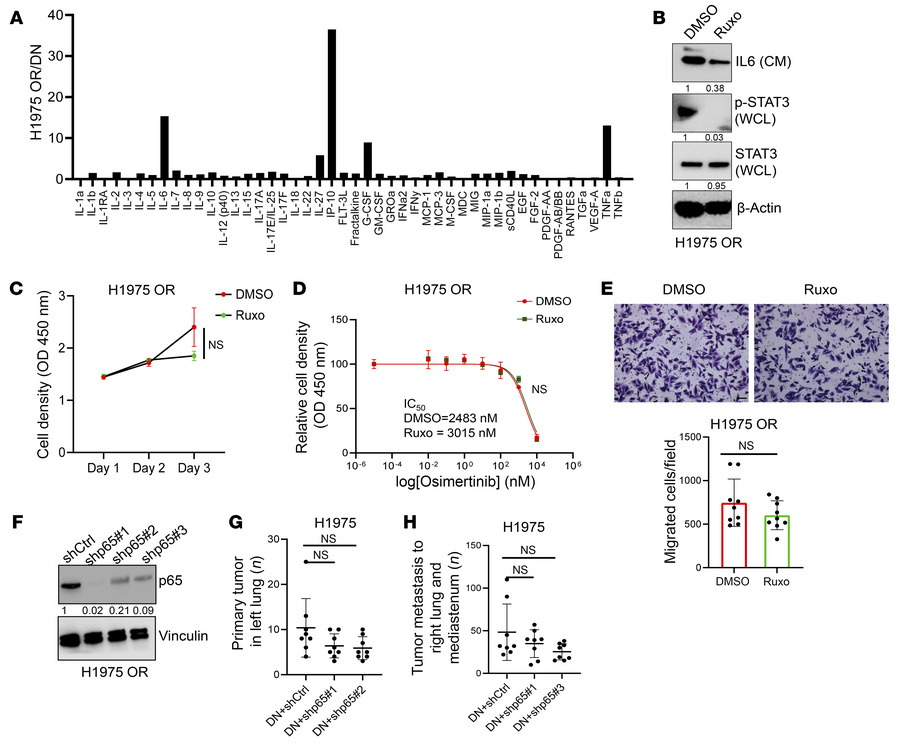 Senescence-activated cytokine secretion in H1975 OR cells.
(A) Fold chan...
