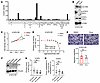 Senescence-activated cytokine secretion in H1975 OR cells.