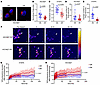 Distinct Golgi dynamics in OR cells and DN cells.