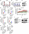 EMT drives Golgi and secretory dynamics in OR cells.