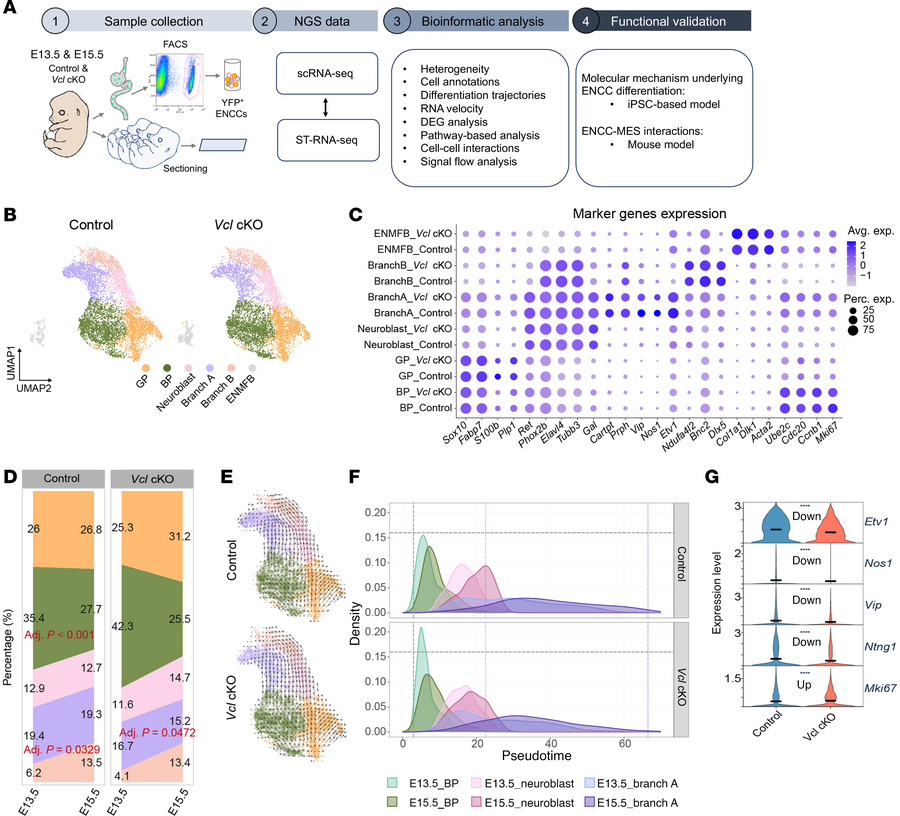 scRNA-seq analysis revealed a delayed progression of Vcl mutant cells al...