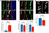 Increased progenitor cells and delayed differentiation in Vcl mutants.