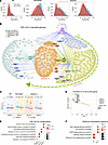 Disrupted gene regulatory network and pathways in BP-to-Branch A lineage.