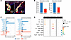 Disrupted cell-cell interactions in Vcl cKO revealed by spatial transcripto