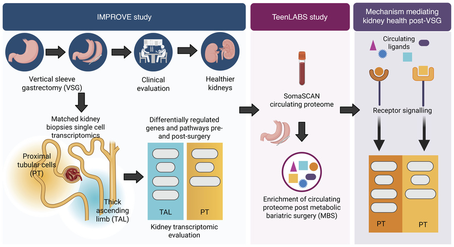 Overall study approach.
A subset of participants in the IMPROVE-T2D coho...