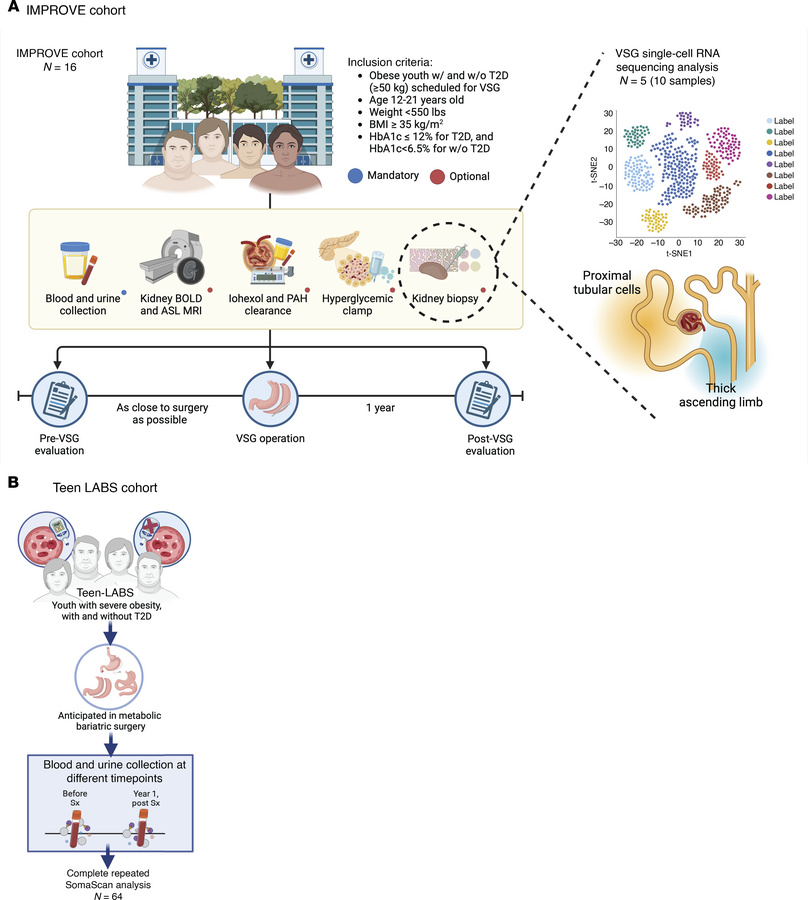 Cohort characteristics.
(A) The IMPROVE-T2D and (B) Teen-LABS cohorts bo...