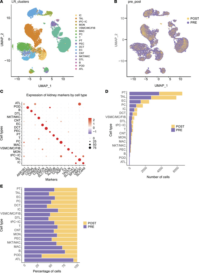 Single-cell data analysis.
(A) Uniform manifold approximation and projec...