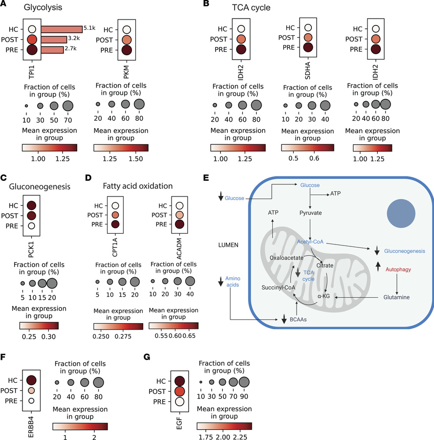 Transcriptional changes in TAL cells after VSG highlight metabolic suppr...