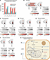 Transcriptomic changes in kidney tubular cells after VSG highlight metaboli