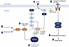 Integrated signaling pathways regulating intrarenal mTORC1 and JAK/STAT sig
