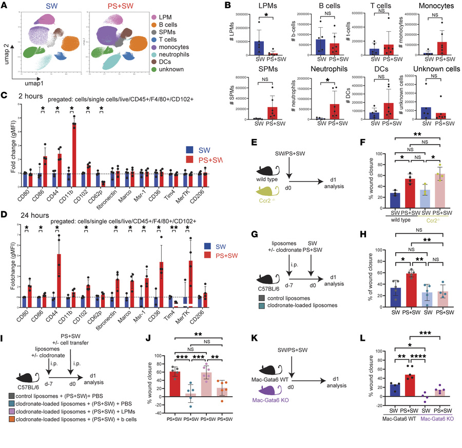 Large peritoneal macrophage B cells mediate remote skin healing.
(A) Flo...