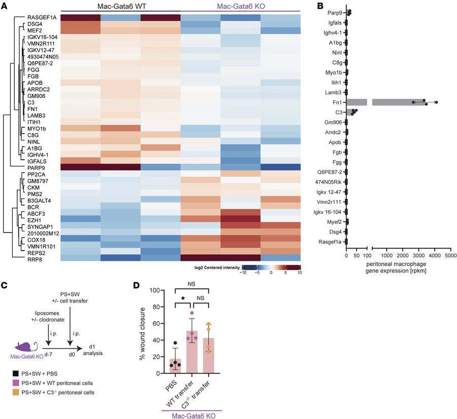 LPM-derived complement does not accelerate remote skin wound healing.
(A...