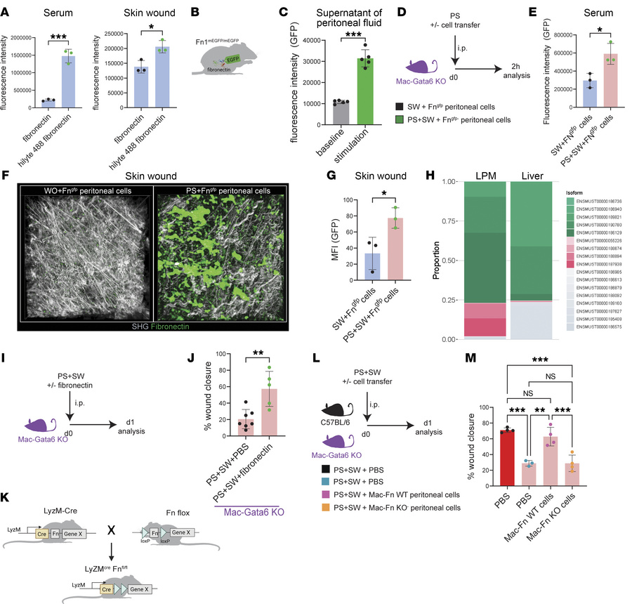Fibronectin released by LPM reaches remote skin wounds via blood stream....