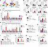 Large peritoneal macrophage B cells mediate remote skin healing.