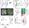 Fibronectin released by LPM reaches remote skin wounds via blood stream.