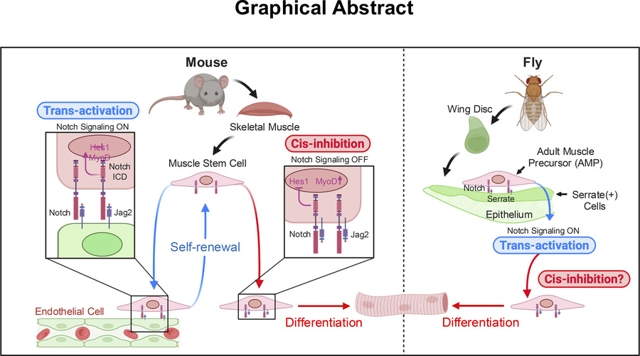 graphical abstract