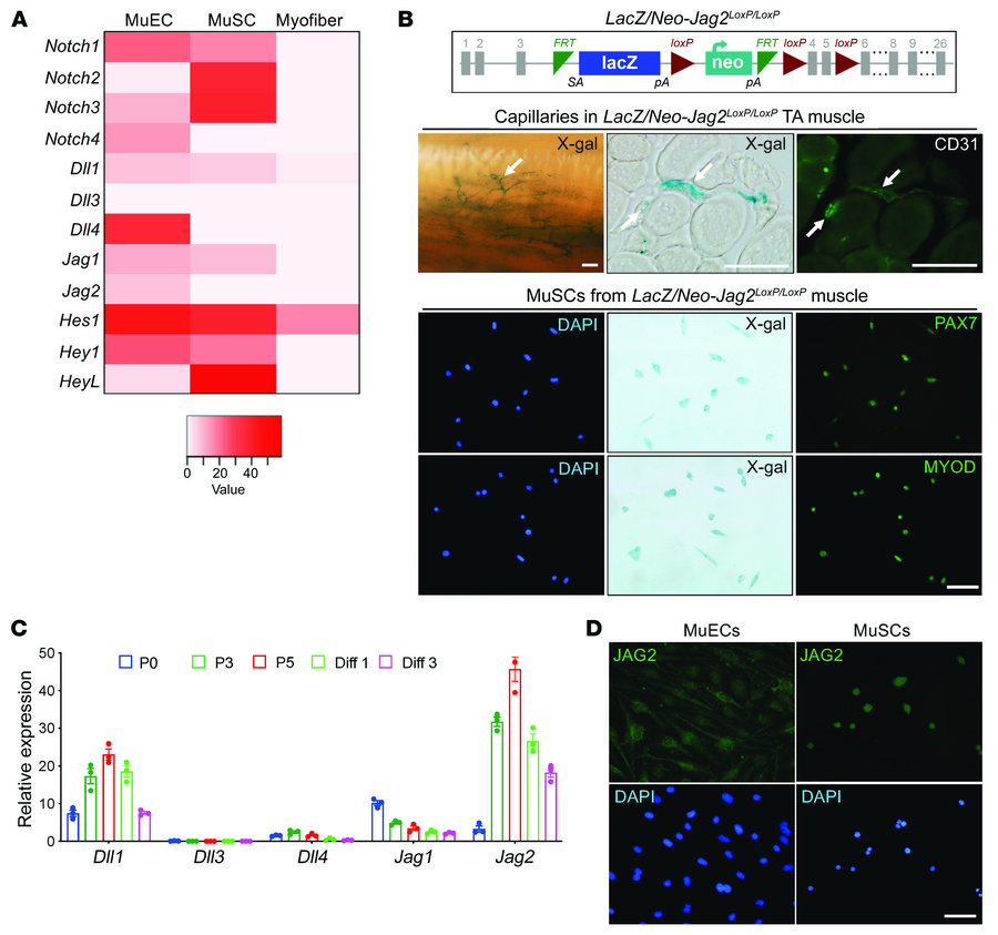 
Jag2 is expressed in MuSCs and MuECs.
(A) Heatmap for gene expression f...
